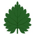 Green nettle leaf with rounded leaves
