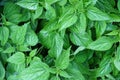 Green nettle leaves