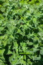 green nettle mint leaves, view above