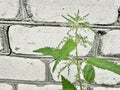Green nettle plant against brick wall Royalty Free Stock Photo