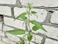 Green nettle plant against brick wall Royalty Free Stock Photo