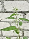 Green nettle plant against brick wall Royalty Free Stock Photo
