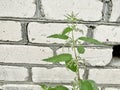Green nettle plant against brick wall Royalty Free Stock Photo