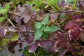 Green nettle and purple leaves of cobaea in the garden on the balcony in autumn. Cultural and wild plants