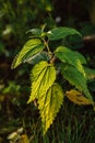 Green nettle in the rays of the sun. A ray of sunshine illuminates a nettle sprout.