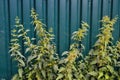 Green nettle in the summer yard close up