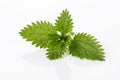 Green nettle - urtica plant on white background Royalty Free Stock Photo