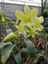 The green netural Orchid