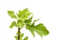 Green new fresh leaves sprouts in fig tree isolated on white background Royalty Free Stock Photo