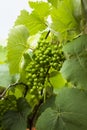 Green new grape on the tree Royalty Free Stock Photo