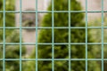 Green new metal grille fence macro and nature