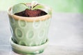 Green new sprout in ceramic pot Royalty Free Stock Photo