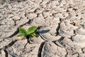 Green newborn sprout on chapped soil Royalty Free Stock Photo