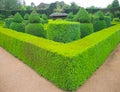 A Green nice garden with hedges cut very accurately. Royalty Free Stock Photo