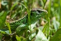 Green nice lizard in the grass. Royalty Free Stock Photo