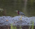 Green night heron or heron feeding on the muddy shore of tropical reservoir Royalty Free Stock Photo