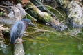 Green night heron