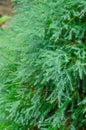 Green of Nolfolk island pine