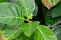 Green noni fruit also known as Morinda citrifolia