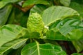Green noni fruit also known as Morinda citrifolia