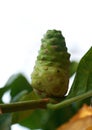 Green noni or Morinda citrifolia.