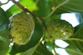 Green Noni or Morinda Citrifolia Fruits