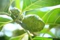 Green Noni or Morinda Citrifolia Fruits