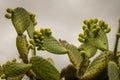 Nopal cactus with many figs in Mexico