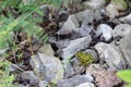 Green northern leopard frog on gravel stones Royalty Free Stock Photo