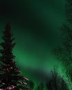 Green Northern Lights in forest in Fairbanks, AK