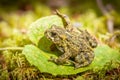 Green Northern Toad on Arnica Leaf