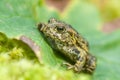 Green Northern Toad - Bufo boreas