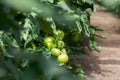 Green not yet ripe tomatoes in the greenhouse. Organic farming, tomato plants growth in greenhouse Royalty Free Stock Photo