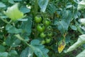 Green not yet ripe tomatoes in the greenhouse. Organic farming, tomato plants growth in greenhouse Royalty Free Stock Photo