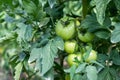 Green not yet ripe tomatoes in the greenhouse. Organic farming, tomato plants growth in greenhouse Royalty Free Stock Photo