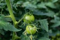 Green not yet ripe tomatoes in the greenhouse. Organic farming, tomato plants growth in greenhouse. Royalty Free Stock Photo