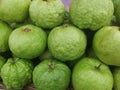 A green and nutritious Indian guava fruit Royalty Free Stock Photo