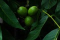 Green nuts on a tree branch Royalty Free Stock Photo