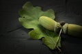 Green oak acorns and leaf on a black stone surface Royalty Free Stock Photo