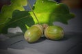 Green oak acorns and leaf on a black stone surface Royalty Free Stock Photo