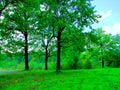 A green oak forest. Summer natural landscape Royalty Free Stock Photo