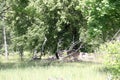 Green oak in the forest in summer