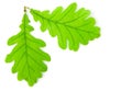 Green oak leaf Royalty Free Stock Photo