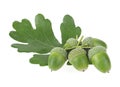 Green oak leaf and green acorns isolated on white background Royalty Free Stock Photo