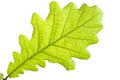 Green oak leaf close up Royalty Free Stock Photo
