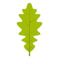 Green oak leaf icon isolated Royalty Free Stock Photo