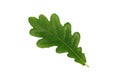 Green oak leaf isolated on white background Royalty Free Stock Photo