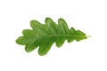 Green oak leaf isolated on white background Royalty Free Stock Photo