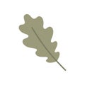 Green oak leaf isolated on a white background. Royalty Free Stock Photo