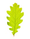 Green oak leaf Royalty Free Stock Photo